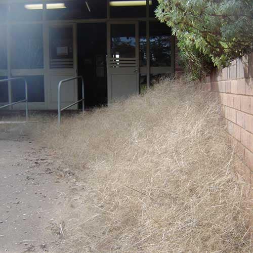 A pile of tumbleweeds against a wall