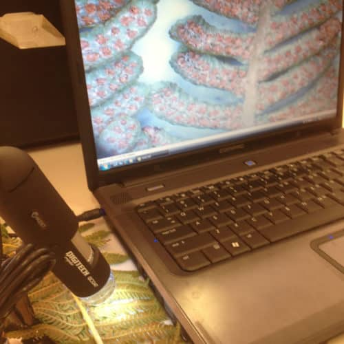 Digital microscope examining a fern