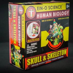 Ein O Science Skull & Skeleton