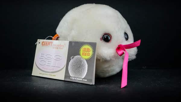 Giant Egg Cell Plush Toy