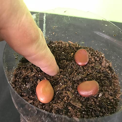 Bean seeds being pushed into the soil
