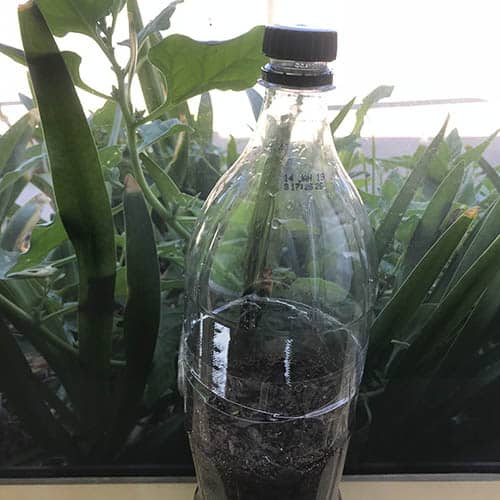 Bottle being set up outside a window with the lid left loose