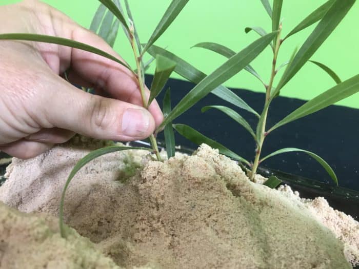 Build a simple erosion model science experiment - planting the trees