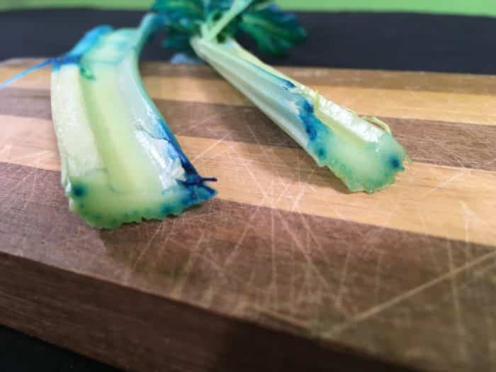 Celery Transpiration Science Experiment - celery cross section