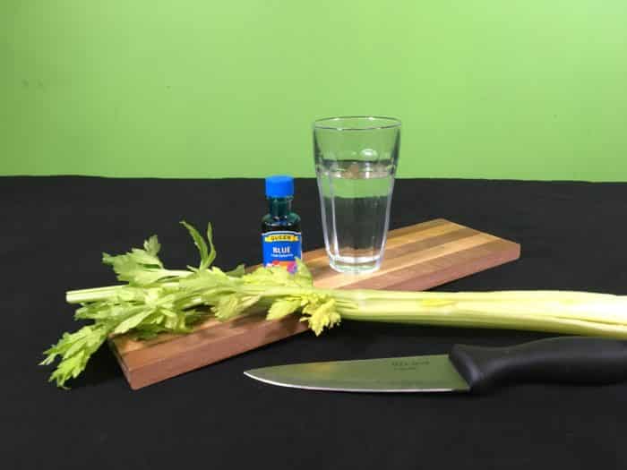 Celery Transpiration Science Experiment - setupmaterials