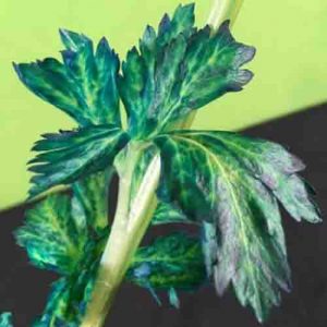 Celery leaves with blue food colouring in them