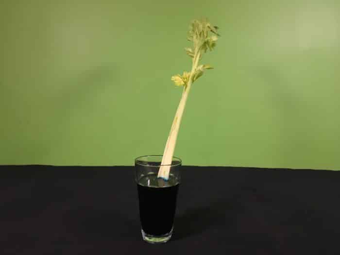 Celery Transpiration Science Experiment - sitting celery in blue water