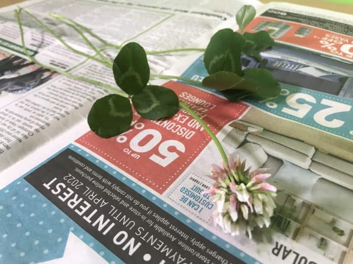 Create a plant collection - plant on newspaper