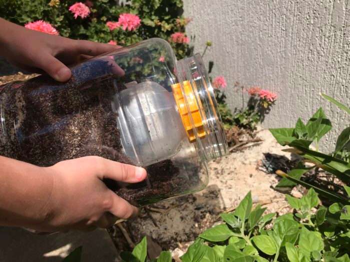 Create an ant farm science experiment - returning ants to garden