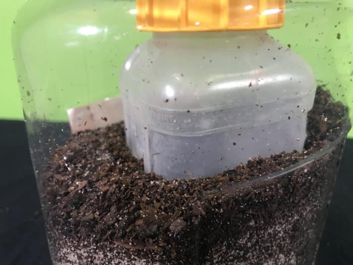 Create an ant farm science experiment - small jar surrounded by soil