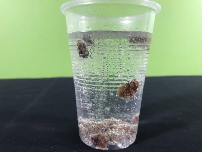 Dancing sultanas science experiment - sultanas moving up and down
