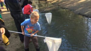 Dipnetting for Australian Waterbug Blitz