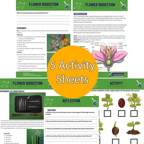 5 student worksheets on flower dissections
