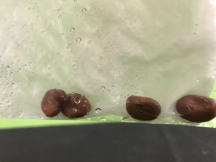 Make a beanhouse science experiment version 2- beans in bag with towel and water