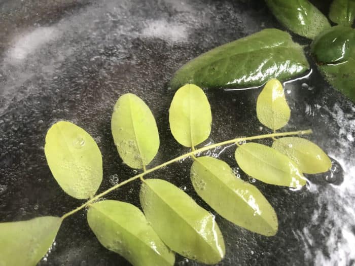 Make a leaf skeleton science experiment - leaves in boiling liquid