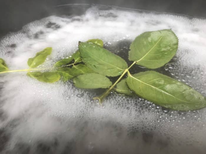 Make a leaf skeleton science experiment - leaves in boiling water