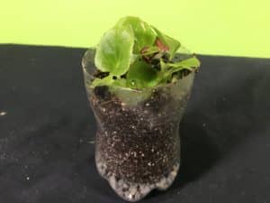 Make your own biosphere science experiment - plant in the PET container half