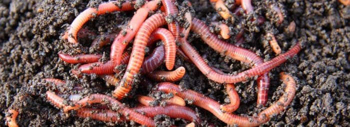 Make your own worm farm science experiment - composting worms
