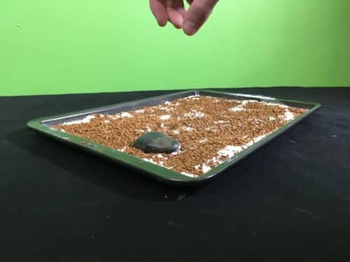 Model Meteorite Strikes Science Experiment - throwing first rock into baking tray
