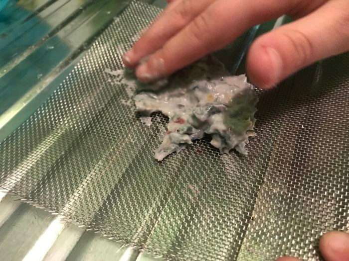 Recycle paper science experiment - smoothing out newspaper mix on wire gauze
