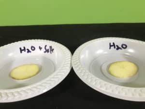 Shriveling potato science science experiment - potato slices on plates