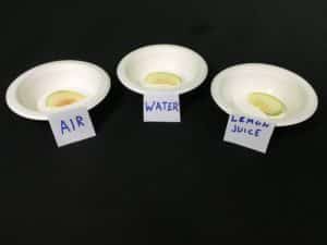 Why Does Fruit Go Brown Science Experiment - end results apple in air, water and lemon juice