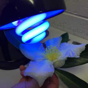 some holding a flower under a UV light