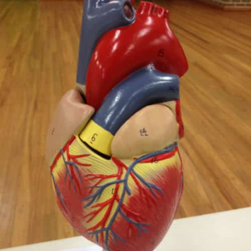 Heart model