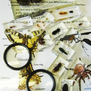 insects in resin