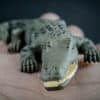 Saltwater Crocodile replica_1
