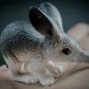 Person holding in the palm of their hand a replica of a Bilby