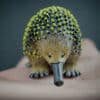 Echidna replica sitting on a hand. Front view