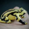 Corroboree frog replica sitting on a hand. Side view