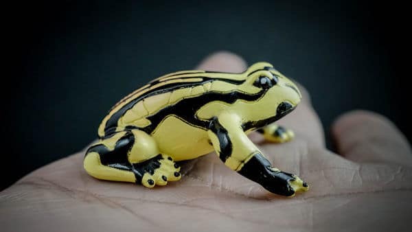 Corroboree frog replica sitting on a hand. Side view
