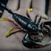 Scorpion Replica_3