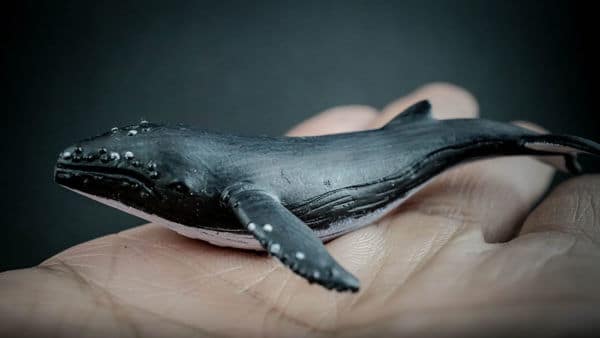 Humpback replica laying on the palm of a hand. Side view