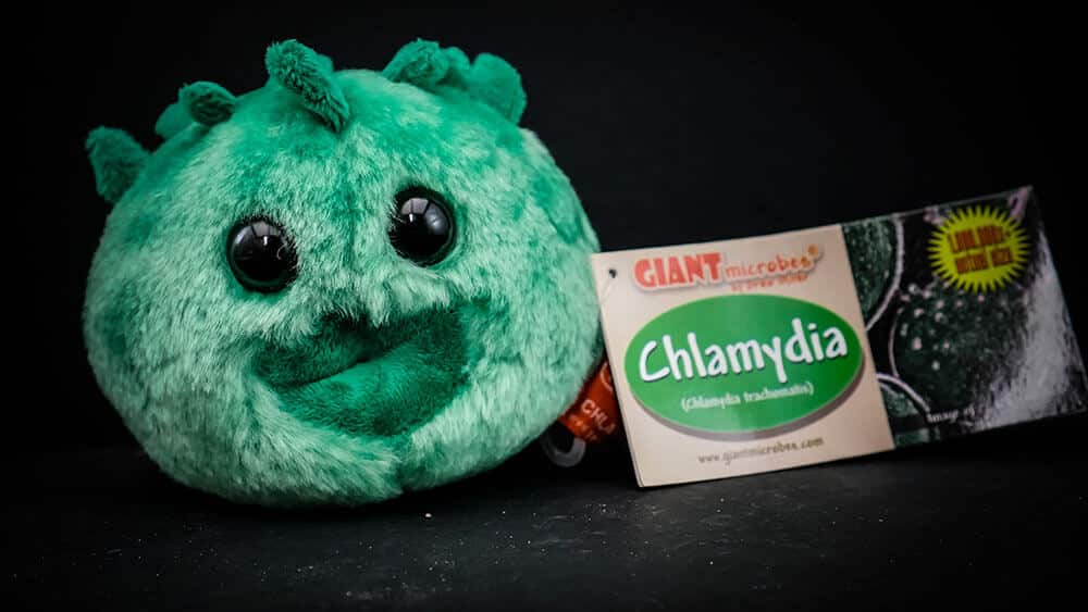 plush chlamydia