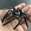 funnel web spider replica sitting on hand