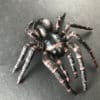 Funnelweb spider replica