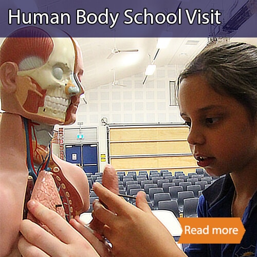 Human Body school science visit tile showing a child looking at a human torso model