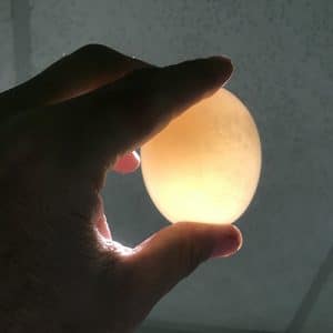 Egg getting held up to a light so you can see that it is transparent.