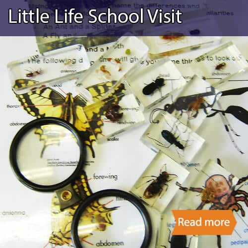 Little Life school science visit tile showing magnifiers and various little creatures embedded in resin