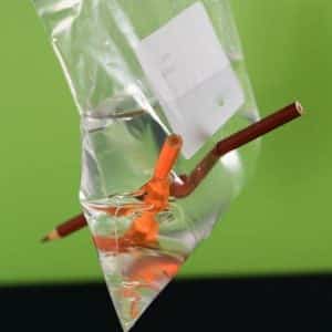 A red and an orange pencil pushed through a zip lock bag filled with water
