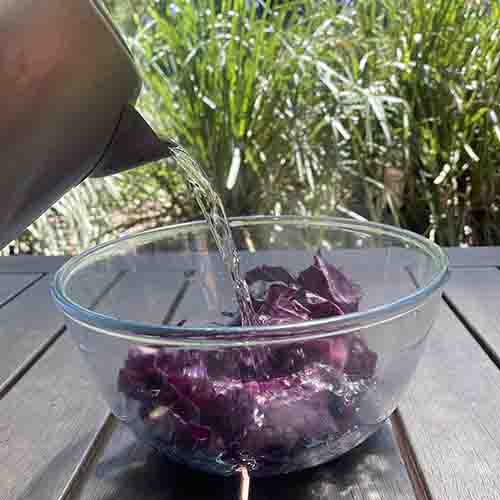 Pouring hot water out of a kettle and into a glass bowl filled with red cabbage leaves