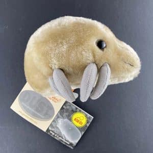 Dust mite giant microbe side view