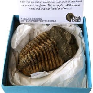 A trilobite fossil in tissue paper resting in a purple box