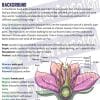 Flower dissection student worksheet - background information and flower anatomy