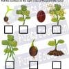 Flower dissection student worksheet - activity plant cycle