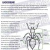 Insect Inventory Student worksheet - background on major parts of an insect