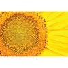 A sunflower up close